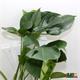 Monstera Deliciosa M-17