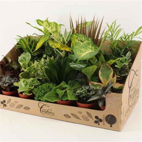 Caja Planta Mix M-8.5