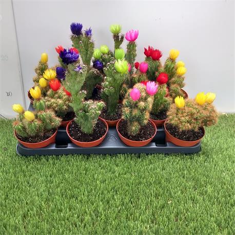 Cactus Mix M-8,5