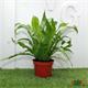 Asplenium Antiquum M-12