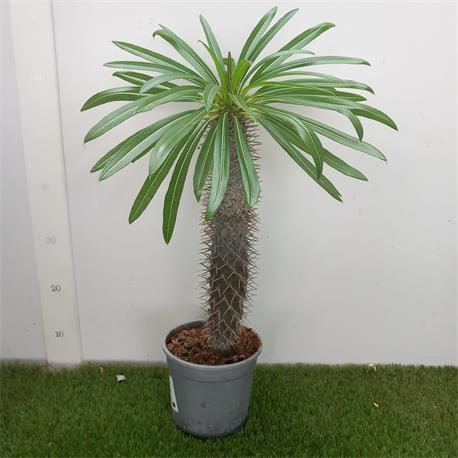 Pachypodium M-18  LAMEREI