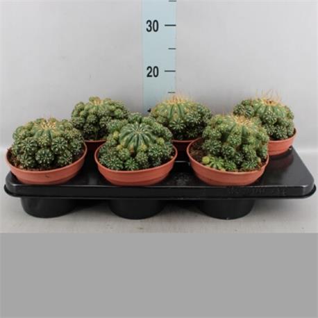 Rebutia  Muscula M-15