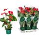 Anthurium Red Winner M-17