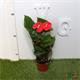 Anthurium Aloa  M-14