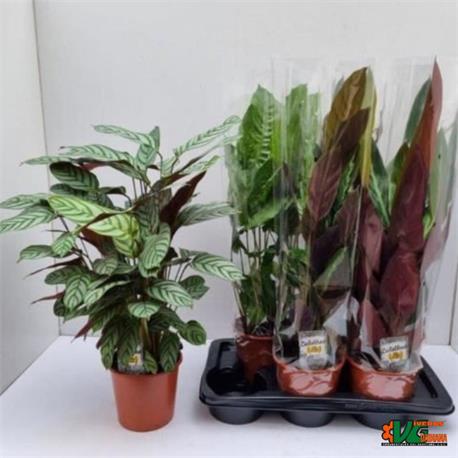 Calathea  M-17 Orbifolia