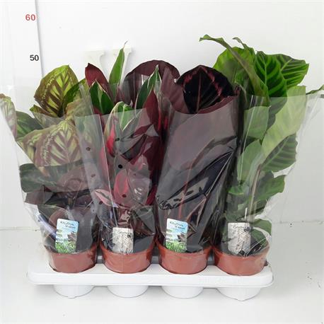 Calathea M-14