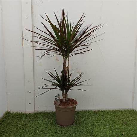 Dracaena Marginata  MIX 2T  30/15