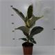 Ficus Tineke M-12