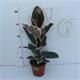 Ficus Tineke M-14