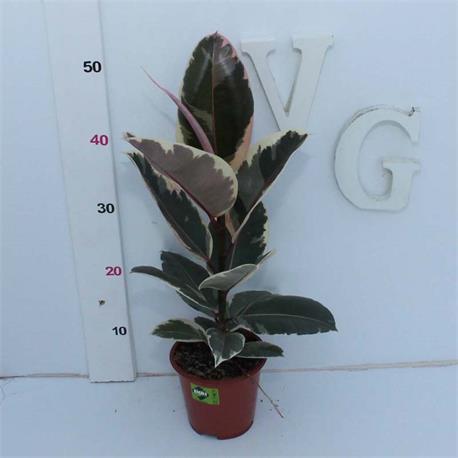 Ficus Tineke M-14