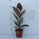 Ficus Tineke M-14