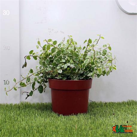 Ficus White Sunny M-12