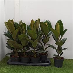 Ficus Robusta M-12