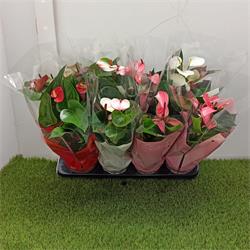 Anthurium MIX  M-12