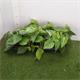 Philodendron Scandens M-12