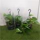 Philodendron Scandens M-15