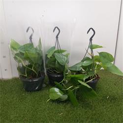 Philodendron Scandens M-15